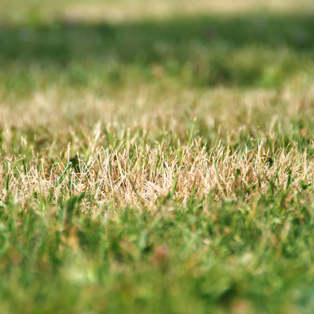 Foto van een gazon met bruine en groene stukken, als voorbeeld waarom regenwater recuperatie belangrijk is om droogte te overbruggen.